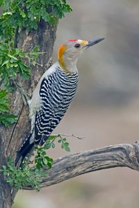 Golden-fronted Woodpecker.jpg