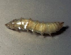 Deer fly larva.jpg