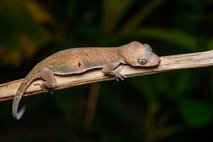 Skin-toe forest gecko.png