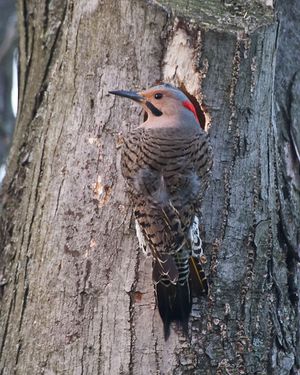 Northern Flicker.jpg