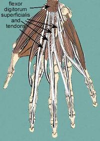 Flexor Digitorum Superficialis.jpg