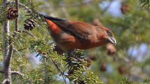 Red crossbill.jpg