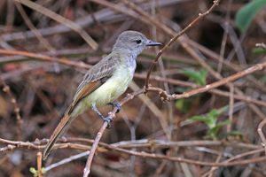 Great Crested Flycatcher.jpg