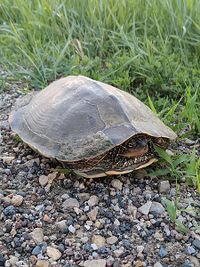 Northern map turtle.jpg