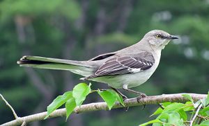 Northern Mockingbird.jpg