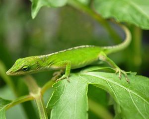 Green anole.jpg