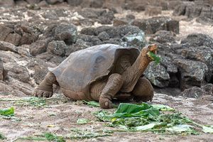 Galapagos tortoise.jpg