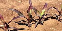 Phosphorus deficiency.jpg