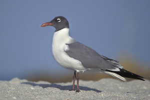 Laughing Gull.jpg