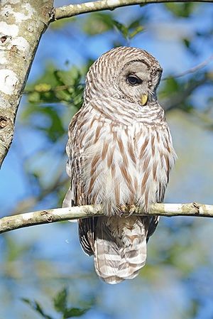 Barred Owl.jpg