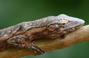 Brazilian bush anole.jpg