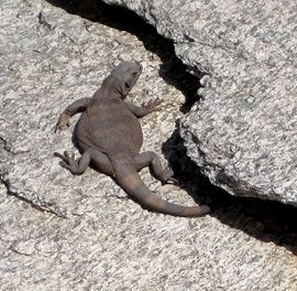 Juveline Chuckwalla.jpg