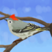 Ruby crowned kinglet (3).png