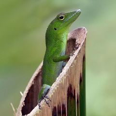 Jamaican giant anole.jpg