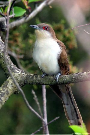 Black billed cuckoo.jpg