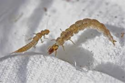 Caddisfly larvae.png