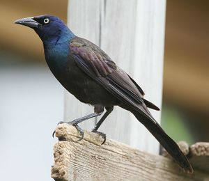 Common grackle.jpg