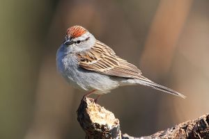 Chipping sparrow.jpg