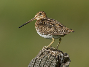 Wilson’s snipe.jpg