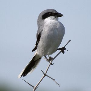 Loggerhead Shrike.jpg