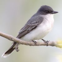 Eastern Kingbird.jpg