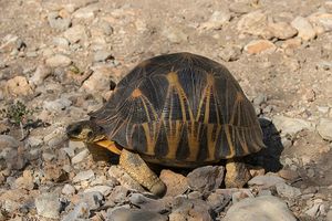 Radiated tortoise.jpg