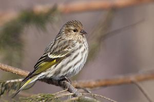 Pine siskin.jpg