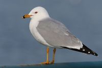 Ring-billed Gull.jpg