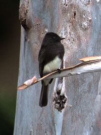 Black Phoebe.jpg