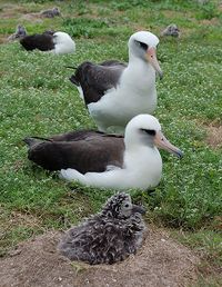 Laysan albatross.jpeg