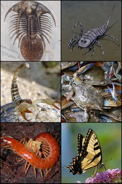 Arthropoda.jpg