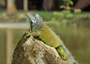 Green iguana.jpg