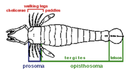 A systematic diagram of a eurypterid's anatomy