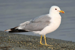 California Gull.jpg