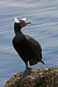 Double-crested cormorant during breeding season.jpg