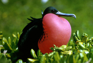 Frigatebird.jpg