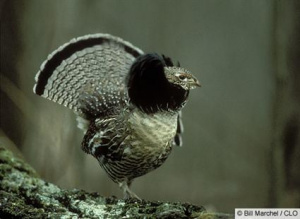 Ruffed grouse.jpg