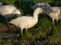 Snow goose white morph.JPG