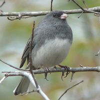 Dark-eyed junco.jpg