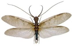 Corydalus corntus.jpg