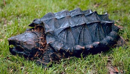 Alligator Snapping Turtle.jpg