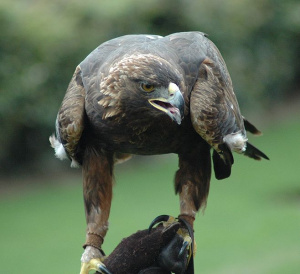 Golden eagle.jpg