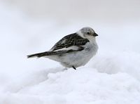 Snow bunting.jpg