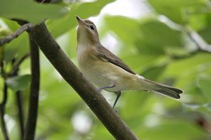 Warbling Vireo.jpg