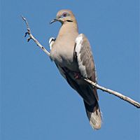 White-winged Dove.jpg