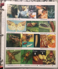 BocaInvasive 4.jpg