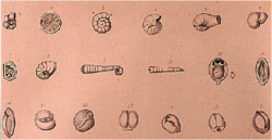 An illustration of various forams