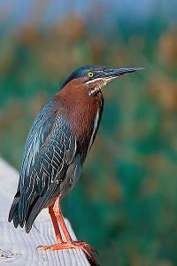 Green Heron.jpg