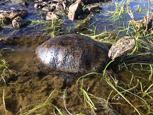 Western Pond Turtle.jpg