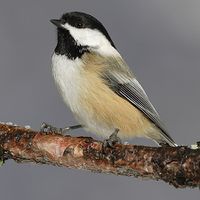 Black capped Chickadee.jpg